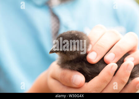 Little Black chick in il ragazzo con le mani in mano Foto Stock