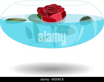 Scarlet rose in un vaso di acqua. Illustrazione Vettoriale splendide rose in bella vaschetta trasparente con acqua. Single rose in vaso per il messaggio di saluto Illustrazione Vettoriale