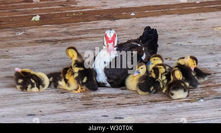 Anatra con nidiata di anatroccoli, Agios Nikolaos, Grecia Foto Stock