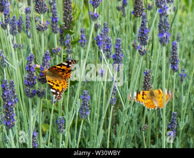 Farfalle in campo di lavanda, altopiano di Lasithi, Grecia Foto Stock