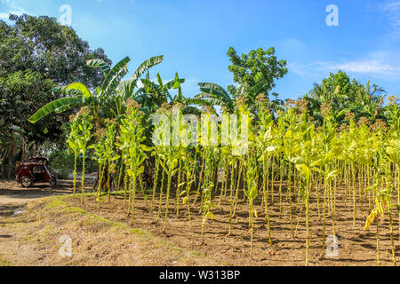 Santa Lucia, Ilocos Norte Foto Stock