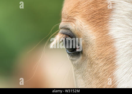 Vista ravvicinata di un cavallo occhio con lunghe ciglia, una bionda chestnut Haflinger testa frontale con un bianco blaze marcatura Foto Stock