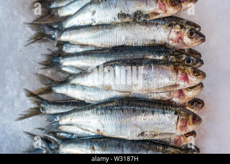 Sarde fresche su ghiaccio sul display nel pesce shop / mercato del pesce Foto Stock