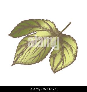 Colore Hop Leaf a base è Palmate trilobata vettore Illustrazione Vettoriale