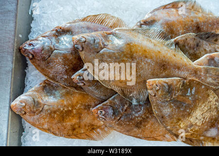 La Limanda Pesci (Limanda limanda) su ghiaccio sul display nel pesce shop / mercato del pesce Foto Stock