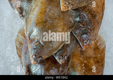 La Limanda Pesci (Limanda limanda) su ghiaccio sul display nel pesce shop / mercato del pesce Foto Stock