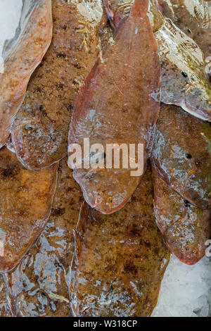 Suola pesci su ghiaccio sul display nel pesce shop / mercato del pesce Foto Stock