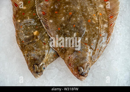 Passera di mare (Pleuronectes platessa) pesci su ghiaccio sul display nel pesce shop / mercato del pesce Foto Stock