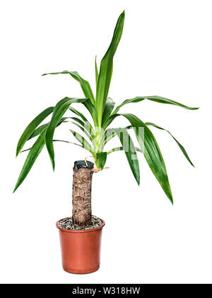 Houseplant yucca nel recipiente isolato su sfondo bianco Foto Stock