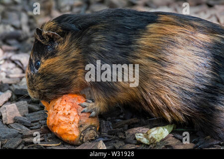 Cavia domestica / cavia mangiando la carota in fattoria per bambini / zoo delle carezze Foto Stock