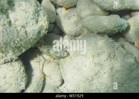 Sabbia Diver (Synodus intermedius) nasconde sotto le rocce, Crocus Bay, Anguilla BWI. Foto Stock