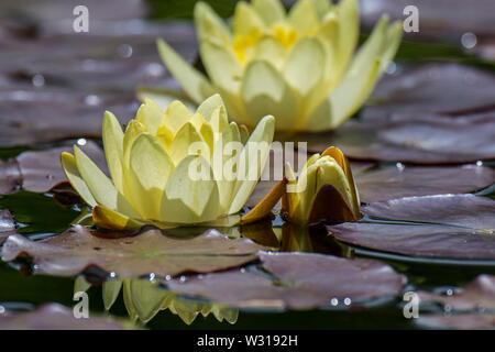 Giallo cultivar di ninfei / ninfee in fiore in stagno Foto Stock