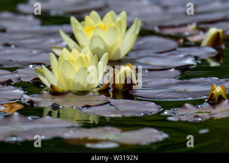 Giallo cultivar di ninfei / ninfee in fiore in stagno Foto Stock