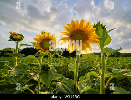 Girasoli sbocciano nella luce del sole al tramonto a Dorothea Dix Park in Raleigh, North Carolina. Foto Stock