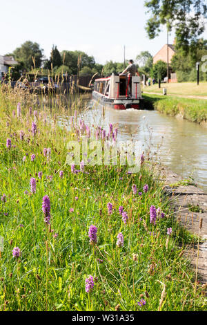 Rugby, Warwickshire, Regno Unito: Sud marsh-orchidee crescere in erba lunga accanto al canale. In background, leggermente sfocati, un uomo manzi un narrowboat. Foto Stock