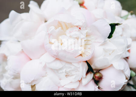 Close-up immagine di una bella ed elegante bouquet nozze del bianco e del rosa le peonie. Estate composizione floreale. Foto Stock