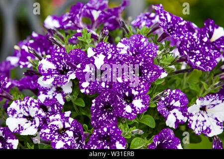 La Petunia 'cielo notturno' Foto Stock