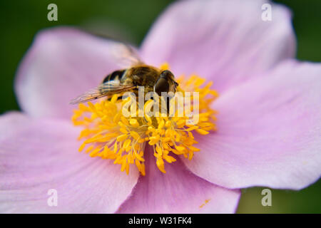 Ape su Anemone giapponese Foto Stock