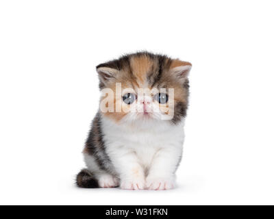 Carino piccolo 4 settimane vecchio Exotic Shorthair kitten, seduto dritto verso l'alto. Guardando la telecamera con gli occhi blu. Isolato su sfondo bianco. Foto Stock