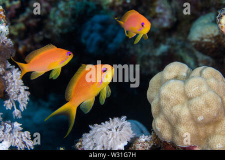 Close up Lyretail anthias (Pseudanthias squamipinnis) femmine, arancio brillante il pesce con la striscia di colore viola in faccia. Foto Stock