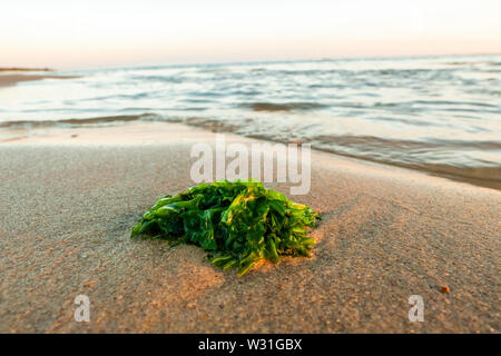 Le Alghe verdi sulla spiaggia con Atlantic Foto Stock