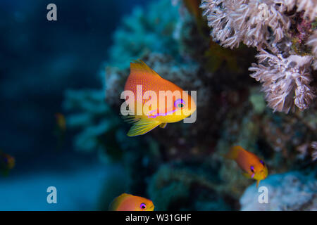 Close up Lyretail anthias (Pseudanthias squamipinnis) femmine, arancio brillante il pesce con la striscia di colore viola in faccia. Foto Stock