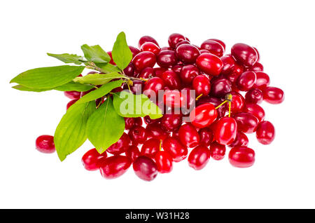 Rosso di bacche mature di Cornus mas Foto Stock