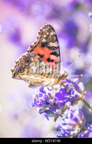 Una graziosa butterfly si siede su un fiore di lavanda in un giardino estivo Foto Stock