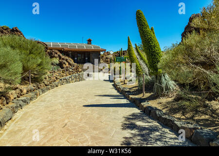 Altino gigante endemica bel fiore Tajinaste rojo -Echium wildpretii- e poche api battenti intorno a. Il tempo primaverile. Parco Nazionale del Teide, Tenerife, Ca Foto Stock