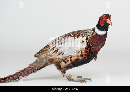 Fagiano uccello animale isolato su bianco di sfondo per studio Foto Stock