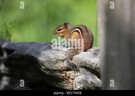 Mammiferi roditori solitario unico piccolo Scoiattolo striado orientale in appoggio recinzione di legno Foto Stock