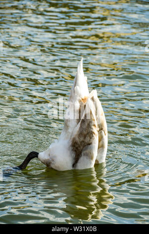 Un cigno selvatico con la sua testa in acqua di alimentazione spento il fondo di fiume Foto Stock