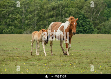 New Forest Pony e puledro a piedi la Nuova Foresta Hampshire England Regno Unito Foto Stock