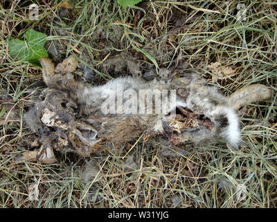 Coniglio morto macro sfondo arte in stampe di alta qualità prodotti Foto Stock