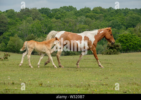 New Forest Pony e puledro a piedi la Nuova Foresta Hampshire England Regno Unito Foto Stock