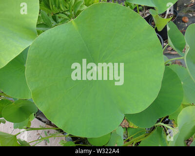 Mega leaf Nelumbo nucifera macro sfondo east indian lotus arte in alta qualità famiglia nelumbonaceae Foto Stock