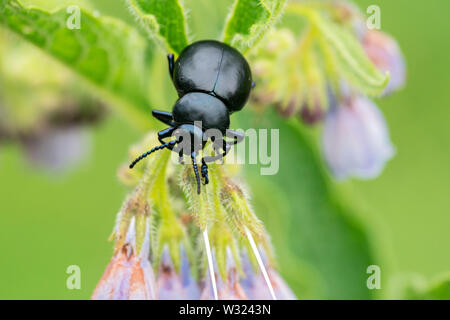 Sanguinosa naso-beetle (Timarcha tenebricosa, Bedfordshire, England, Regno Unito 24 Giugno 2019 Foto Stock
