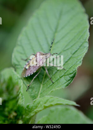 Close up di adulto hairy shieldbug nymph (Dolycoris baccarum) sulla lamina Foto Stock