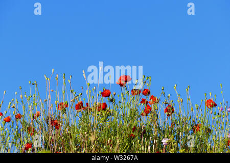 Roter Mohn, Klatschmohn auf einer Wiese im Sommer Foto Stock
