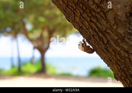 Uno vuoto abbandonato cicala shell pendente da un tronco di albero. Sfondo sfocato vista del cielo blu, il mare e il verde degli alberi in estate in una spiaggia Foto Stock