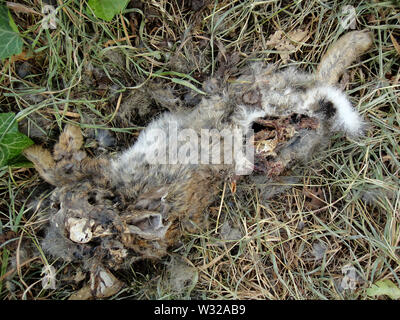Coniglio morto macro sfondo arte in stampe di alta qualità prodotti Foto Stock