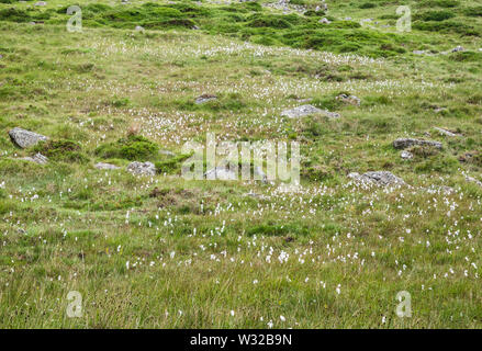 Un campo roccioso con abbondante cotone di torba o cottongrass (Eriophorum angustifolium) vicino Slieve Muck, Mourne Mountains, County Down, Irlanda del Nord Foto Stock
