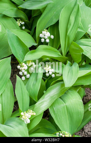 Convallaria majalis Lily-of-the-Valley questa è una pianta sempreverde che può essere utilizzata per la copertura del terreno o coltivata in un confine ombreggiato è completamente dura Foto Stock