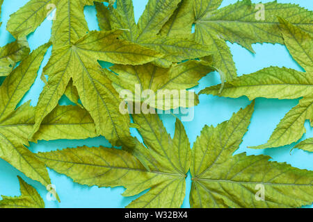 Piante di cannabis, infestante o foglie di marijuana con spazio di copia Foto Stock