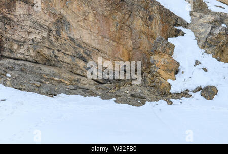 Gray fantasma di Himalaya (Snow Leopard), uccidere e mangiare un Ibex, altamente camoflaged nascondendo animale in montagna, in estreme condizioni climatiche Foto Stock