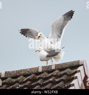 Due Lesser Black Backed gabbiani coniugata su un tetto della città potenzialmente il rischio di aggiungere all'aumento in numeri in Glasgow, Scotland, Regno Unito Foto Stock