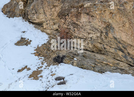 Gray fantasma di Himalaya (Snow Leopard), uccidere e mangiare un Ibex, altamente camoflaged nascondendo animale in montagna, in estreme condizioni climatiche Foto Stock