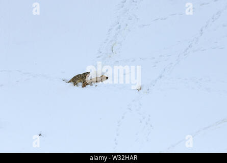 Gray fantasma di Himalaya (Snow Leopard), uccidere e mangiare un Ibex, altamente camoflaged nascondendo animale in montagna, in estreme condizioni climatiche Foto Stock