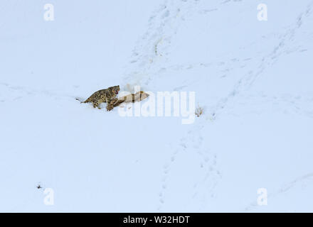 Gray fantasma di Himalaya (Snow Leopard), uccidere e mangiare un Ibex, altamente camoflaged nascondendo animale in montagna, in estreme condizioni climatiche Foto Stock