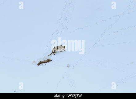 Gray fantasma di Himalaya (Snow Leopard), uccidere e mangiare un Ibex, altamente camoflaged nascondendo animale in montagna, in estreme condizioni climatiche Foto Stock